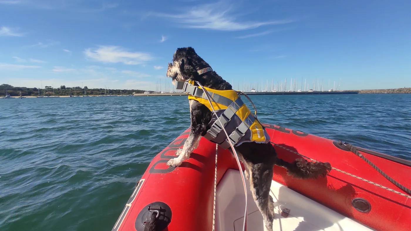 Dog wearing a yellow life jacket aboard a red inflatable boat near the marina
